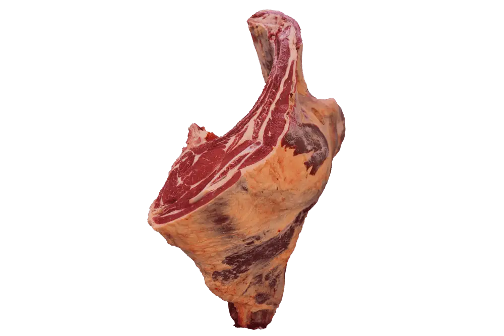 05-Delantero-Hembra-final-1